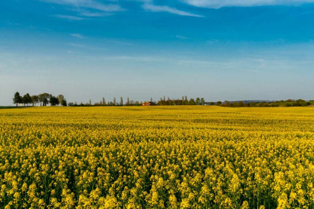 Panorama gelbes Rapsfeld im Frühling auf der Insel Usedom nahe